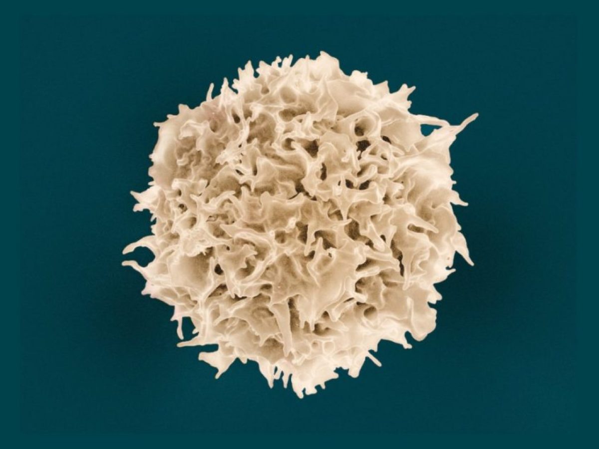 Νόμπελ Ιατρικής για τους μηχανισμούς που εμποδίζουν τις αυτοάνοσες ασθένειες