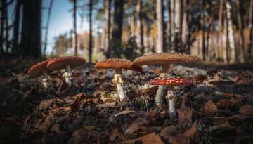 Συμπτώματα από κατανάλωση τοξικών μανιταριών – Ο κίνδυνος θανάτου και ο Ρωμαίος αυτοκράτορας Κλαύδιος