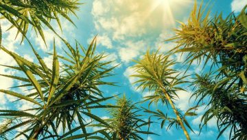 Χρήση κάνναβης από εφήβους βλάπτει τις σχολικές επιδόσεις και τη συναισθηματική υγεία