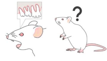 Η απώλεια δοντιών προκαλεί μείωση της μνήμης σε ηλικιωμένα ποντίκια