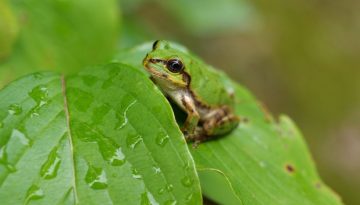 Πανίσχυρη αντικαρκινική ουσία εντόπισαν επιστήμονες στον ιαπωνικό δενδροβάτραχο