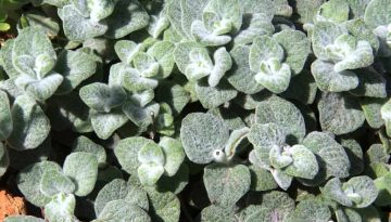 Το ελληνικό βότανο που καταπολεμά καρκίνο, καρδιακές παθήσεις και 23 βακτήρια – 1 κ.γ. αρκεί