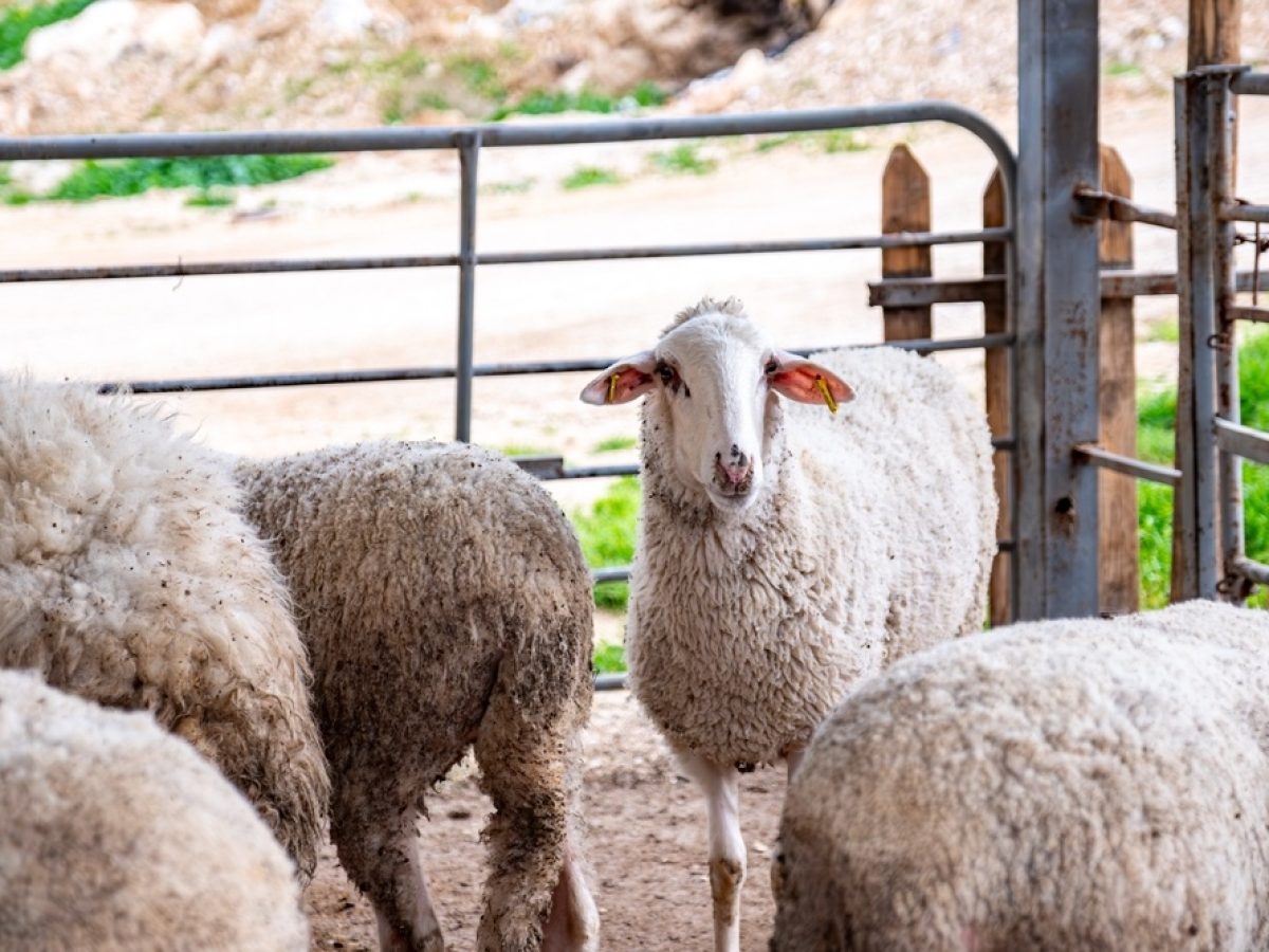 Ευλογιά αιγοπροβάτων: Εθνικό σχέδιο και 10 ερωταπαντήσεις για τους εμβολιασμούς