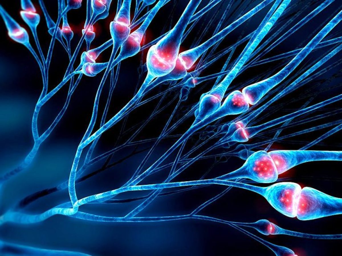 Για πρώτη φορά καταγραφή στο μισκροσκόπιο: Νευρώνες απελευθερώνουν νευροδιαβιβαστές