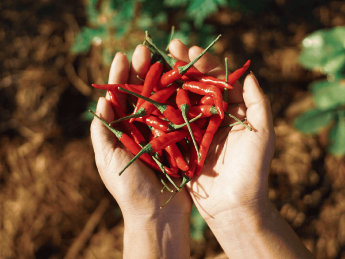 Καυτερές πιπεριές: Τα σημαντικά οφέλη για την υγεία από την κατανάλωσή τους