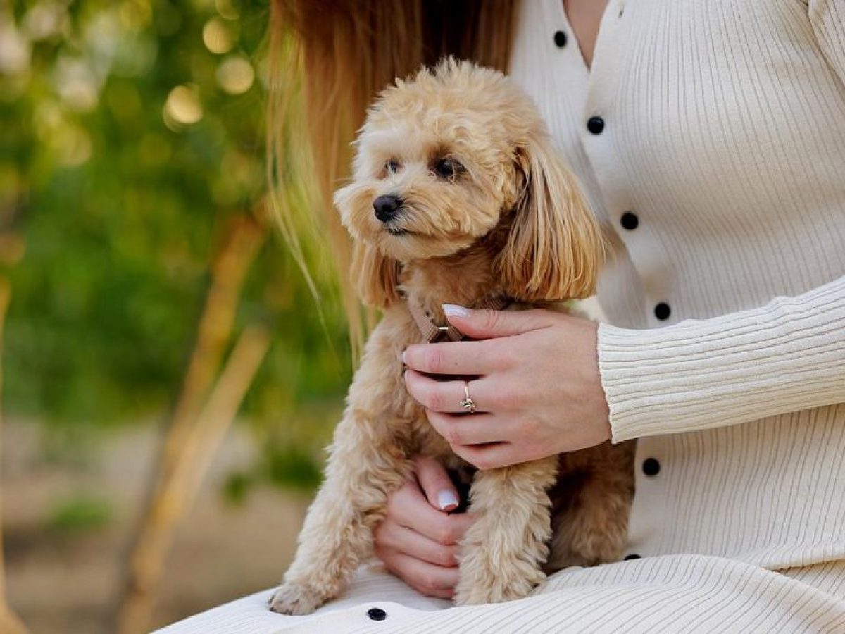 Ο FDA ενέκρινε το πρώτο φάρμακο που καθυστερεί την καρδιακή ανεπάρκεια σε σκύλους