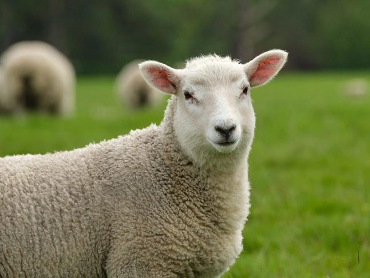 Σύσκεψη στο Μαξίμου για την ευλογιά – Δέκα ερωταπαντήσεις για τους εμβολιασμούς