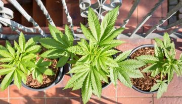 Τι πραγματικά κάνει η κάνναβη για τον χρόνιο πόνο