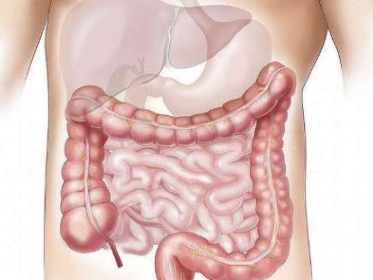 Το λίπος γύρω από το παχύ έντερο αλληλεπιδρά με το ανοσοποιητικό σύστημα