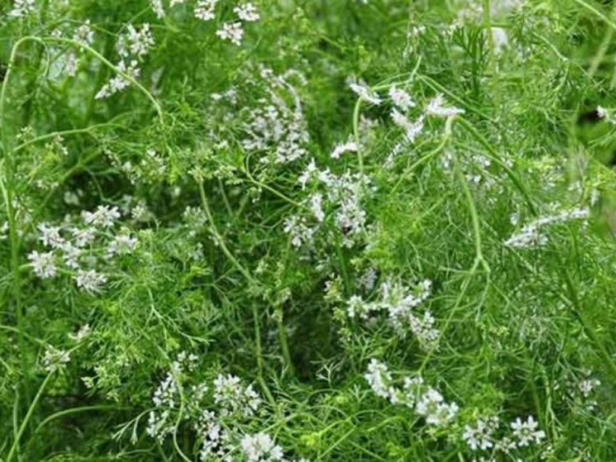 Το βότανο που ενισχύει τη γεύση και προστατεύει την καρδιά