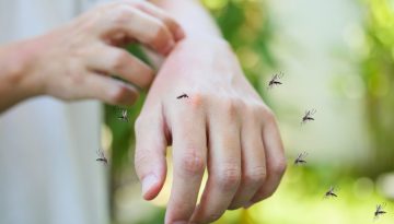 &Alpha;&upsilon;&xi;&eta;&mu;έ&nu;&omicron;&sigmaf; &kappa;ί&nu;&delta;&upsilon;&nu;&omicron;&sigmaf; &nu;ό&sigma;&omicron;&upsilon; chikungunya &gamma;&iota;&alpha; &tau;&omicron;&upsilon;&sigmaf; &tau;&alpha;&xi;&iota;&delta;&iota;ώ&tau;&epsilon;&sigmaf; &sigma;&tau;&iota;&sigmaf; &Sigma;&epsilon;ϋ&chi;έ&lambda;&lambda;&epsilon;&sigmaf; &ndash; &Kappa;&alpha;&mu;&pi;&alpha;&nu;ά&kappa;&iota; &alpha;&pi;ό &tau;&omicron; ECDC