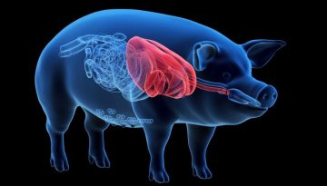 Έ&gamma;&kappa;&rho;&iota;&sigma;&eta; FDA: &laquo;&Beta;&iota;&omicron;&lambda;&omicron;&gamma;&iota;&kappa;ή &alpha;&iota;&mu;&omicron;&kappa;ά&theta;&alpha;&rho;&sigma;&eta;&raquo; &mu;&epsilon; &sigma;&upsilon;&kappa;ώ&tau;&iota; &gamma;&omicron;&upsilon;&rho;&omicron;&upsilon;&nu;&iota;&omicron;ύ &ndash; &Eta; &nu;έ&alpha; &epsilon;&pi;&alpha;&nu;&alpha;&sigma;&tau;&alpha;&tau;&iota;&kappa;ή &mu;έ&theta;&omicron;&delta;&omicron;&sigmaf;