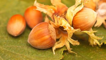 Φουντούκια: Πώς επηρεάζουν το σάκχαρο στο αίμα – Τι προσφέρουν στους ασθενείς με διαβήτη