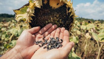 Ηλιόσποροι: Τα οφέλη για την καρδιά και το ανοσοποιητικό και τι να προσέχετε