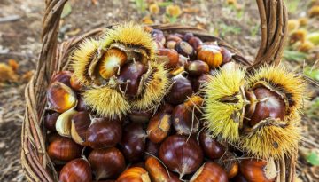 Κάστανα: Διατροφικός θησαυρός με επιστημονική τεκμηρίωση