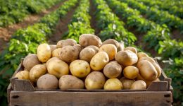 latrevete-tis-patates-afti-ine