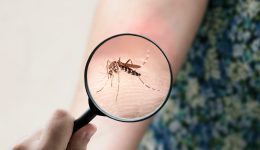 o-ios-chikungunya-apili-tin