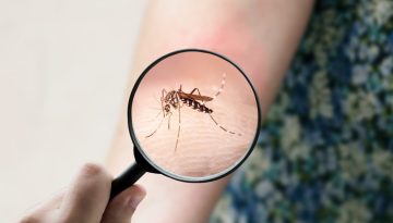 &Omicron; &iota;ό&sigmaf; chikungunya &alpha;&pi;&epsilon;&iota;&lambda;&epsilon;ί &tau;&eta;&nu; &Epsilon;&upsilon;&rho;ώ&pi;&eta;: &Alpha;&upsilon;&xi;&eta;&mu;έ&nu;&omicron;&sigmaf; &kappa;ί&nu;&delta;&upsilon;&nu;&omicron;&sigmaf; &gamma;&iota;&alpha; &Epsilon;&lambda;&lambda;ά&delta;&alpha;, &Iota;&sigma;&pi;&alpha;&nu;ί&alpha;, &Iota;&tau;&alpha;&lambda;ί&alpha;, &Pi;&omicron;&rho;&tau;&omicron;&gamma;&alpha;&lambda;ί&alpha;