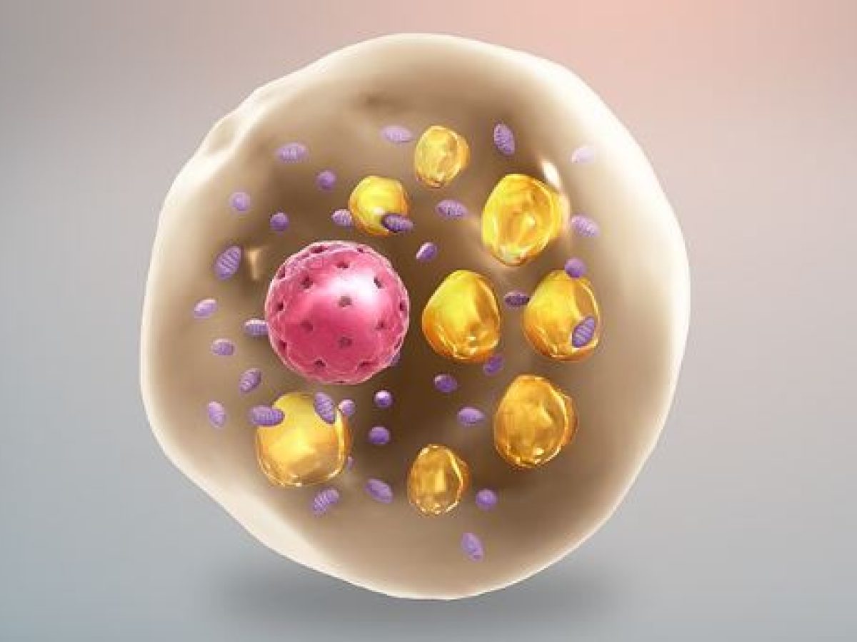 Πώς το σώμα μας κάνει «μαθηματικά του λίπους»