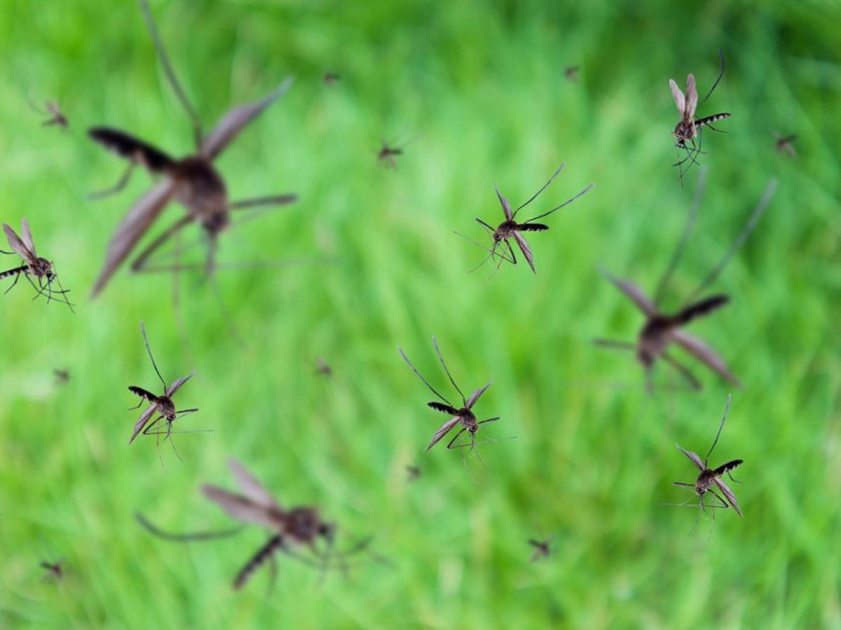 Τι είναι ο ιός τσικουνγκούνια που προκαλεί ανησυχία και στην Ελλάδα – Τα συμπτώματα και πώς μεταδίδεται
