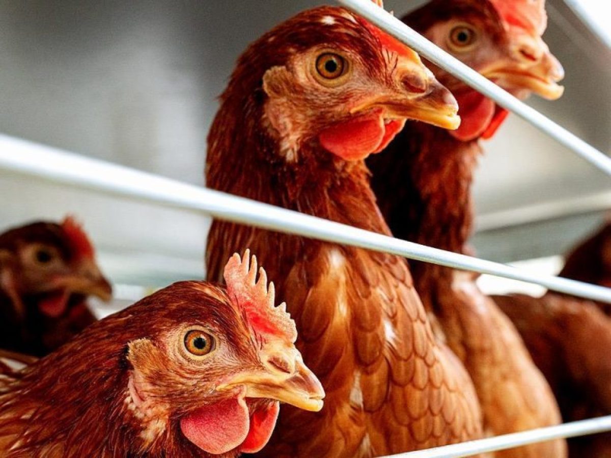 2.514 κρούσματα γρίπης πτηνών σε 32 ευρωπαϊκές χώρες το τελευταίο τρίμηνο – Η ανακοίνωση του ECDC