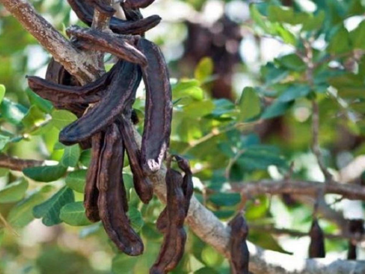 Χαρουπιά: Ένα πολύτιμο και άγνωστο για πολλούς, δέντρο της Ελλάδας