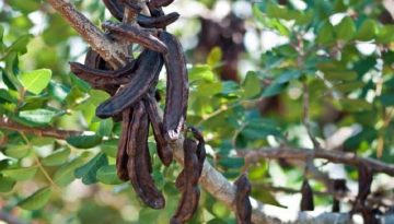 Χαρουπιά: Ένα πολύτιμο και άγνωστο για πολλούς, δέντρο της Ελλάδας