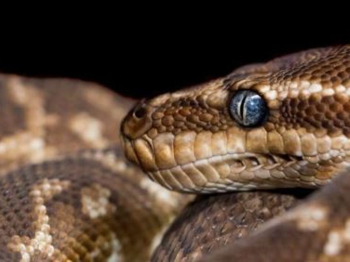 Οι πύθωνες δείχνουν μια νέα οδό για την απώλεια βάρους