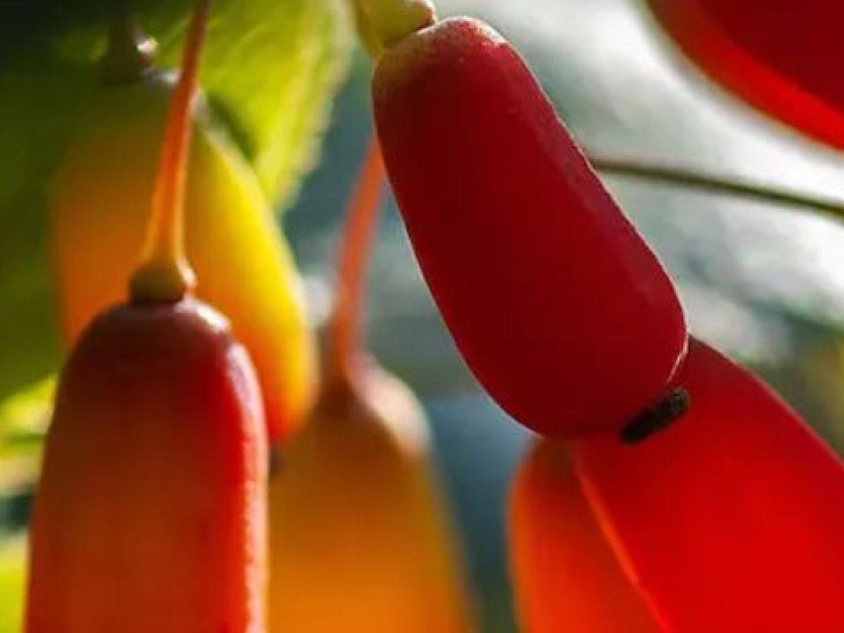 Είναι η βερβερίνη ένα φυσικό Ozempic;