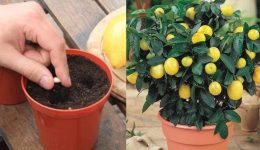 lemonia-sto-spiti-vima-vima