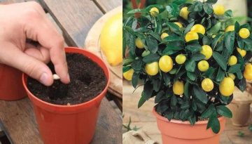 Λεμόνια στο σπίτι: Βήμα βήμα πως να φυτέψετε μια λεμονιά στο μπαλκόνι σας και πως θα την καλλιεργήσετε σωστά