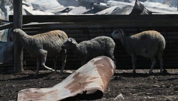 Ποιό ελληνικό νησί βιώνει δύσκολες ώρες με μέτρα… lockdown στην κτηνοτροφία
