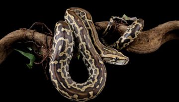 Πώς το αίμα του πύθωνα καταπολεμά την παχυσαρκία