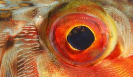 retinovlastoma-stagones-mation-mplokaroun-ogkous