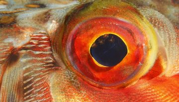 Ρετινοβλάστωμα: Σταγόνες ματιών «μπλοκάρουν» όγκους και διατηρούν την όραση, σε ποντίκια