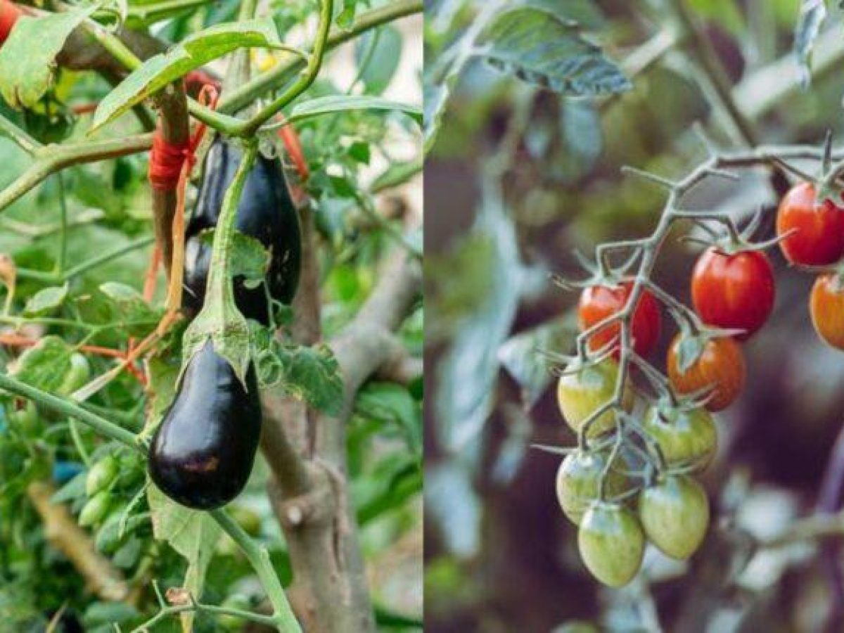 Σολανόδεντρο: Το μοναδικό δέντρο στο οποίο φυτρώνουν ταυτόχρονα ντομάτες, μελιτζάνες και πιπεριές