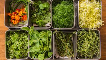 6 βότανα με εντυπωσιακά οφέλη – Πώς να τα μαγειρέψετε για να παραμείνουν θρεπτικά