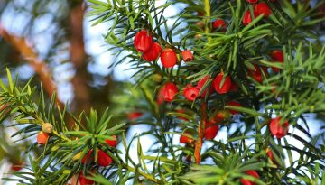 Καρκίνος: Το ελληνικό «δέντρο του θανάτου» είναι πηγή ζωής