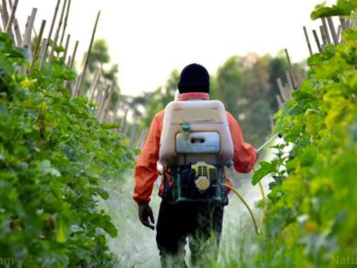 Καρκίνος του πνεύμονα: Τι ρόλο παίζουν τα φυτοφάρμακα στα φρούτα, λαχανικά;