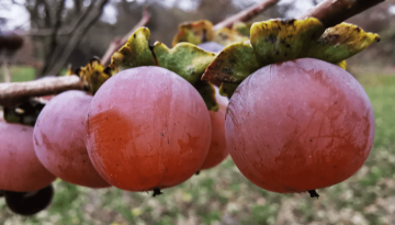 Λωτός: Πόσο ωφέλιμο είναι για τον οργανισμό το «φρούτο των θεών»