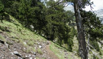 Από τα ελληνικά βουνά στα αντικαρκινικά φάρμακα – Τι δείχνει μελέτη του ΑΠΘ για τον ίταμο