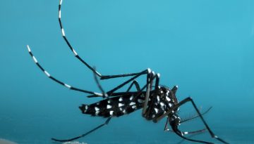 &Iota;ό&sigmaf; &Delta;&upsilon;&tau;&iota;&kappa;&omicron;ύ &Nu;&epsilon;ί&lambda;&omicron;&upsilon;: &Omicron;&iota; &pi;&epsilon;&rho;&iota;&omicron;&chi;έ&sigmaf; &upsilon;&psi;&eta;&lambda;&omicron;ύ &kappa;&iota;&nu;&delta;ύ&nu;&omicron;&upsilon; &ndash; &Pi;&rho;&omega;&tau;&alpha;&theta;&lambda;ή&tau;&rho;&iota;&alpha; &eta; &Alpha;&tau;&tau;&iota;&kappa;ή | Vita.gr