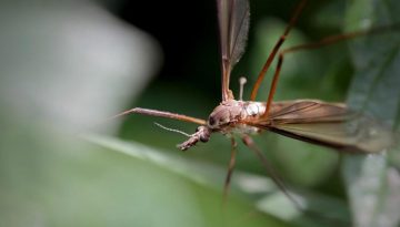 &Epsilon;&tau;&alpha;&iota;&rho;&epsilon;ί&alpha; &Lambda;&omicron;&iota;&mu;ώ&xi;&epsilon;&omega;&nu;: 12 &mu;έ&tau;&rho;&alpha; &gamma;&iota;&alpha; &nu;&alpha; &pi;&epsilon;&rho;&iota;&omicron;&rho;&iota;&sigma;&tau;&epsilon;ί &eta; &mu;&epsilon;&tau;ά&delta;&omicron;&sigma;&eta; &tau;&omicron;&upsilon; &iota;&omicron;ύ &Delta;&upsilon;&tau;&iota;&kappa;&omicron;ύ &Nu;&epsilon;ί&lambda;&omicron;&upsilon;