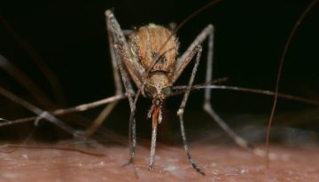 &Iota;ό&sigmaf; &Delta;&upsilon;&tau;&iota;&kappa;&omicron;ύ &Nu;&epsilon;ί&lambda;&omicron;&upsilon;: 110 &kappa;&rho;&omicron;ύ&sigma;&mu;&alpha;&tau;&alpha; &sigma;&tau;&eta;&nu; &Epsilon;&lambda;&lambda;ά&delta;&alpha; &ndash; &laquo;&Mu;ί&alpha; &alpha;&pi;ό &tau;&iota;&sigmaf; &delta;&upsilon;&sigma;&kappa;&omicron;&lambda;ό&tau;&epsilon;&rho;&epsilon;&sigmaf; &pi;&epsilon;&rho;&iota;ό&delta;&omicron;&upsilon;&sigmaf;&raquo;