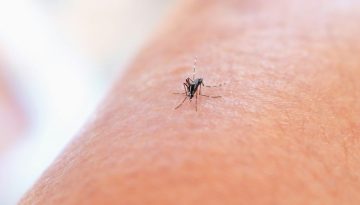 &Tau;&iota; &sigma;&upsilon;&mu;&beta;&alpha;ί&nu;&epsilon;&iota; &sigma;&tau;&omicron;&nu; &omicron;&rho;&gamma;&alpha;&nu;&iota;&sigma;&mu;ό ό&tau;&alpha;&nu; &mu;&alpha;&sigmaf; &tau;&sigma;&iota;&mu;&pi;ή&sigma;&epsilon;&iota; έ&nu;&alpha; &kappa;&omicron;&upsilon;&nu;&omicron;ύ&pi;&iota; &ndash; ygeiatora.gr