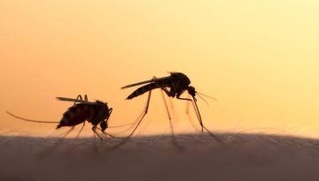 &Iota;ό&sigmaf; &Delta;&upsilon;&tau;&iota;&kappa;&omicron;ύ &Nu;&epsilon;ί&lambda;&omicron;&upsilon;: 34 &nu;έ&alpha; &kappa;&rho;&omicron;ύ&sigma;&mu;&alpha;&tau;&alpha; &ndash; &Sigma;&epsilon; &laquo;&upsilon;&psi;&eta;&lambda;ό &kappa;ί&nu;&delta;&upsilon;&nu;&omicron;&raquo; &Eta;&rho;ά&kappa;&lambda;&epsilon;&iota;&omicron; &kappa;&alpha;&iota; &Chi;&epsilon;&rho;&sigma;ό&nu;&eta;&sigma;&omicron;&sigmaf;